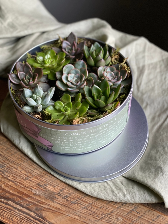 A top-down view of a silver biscuit tin filled with several succulents, topped with moss and tillandsia. The lid of the tin sits below.  