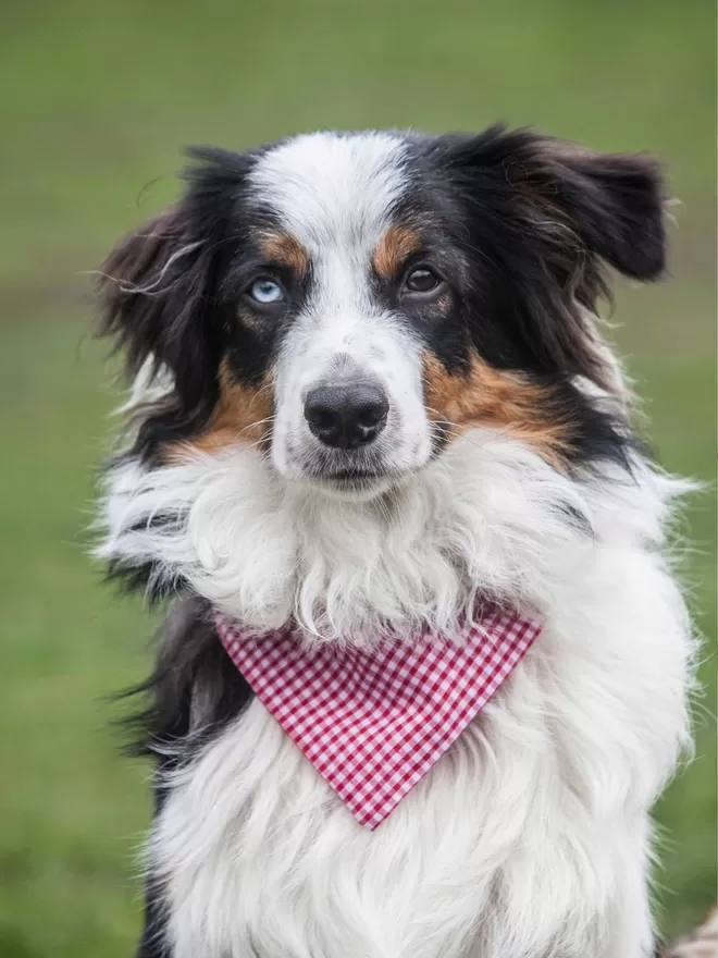 Slip on Bandana in Red Gingham on Boarder Collie