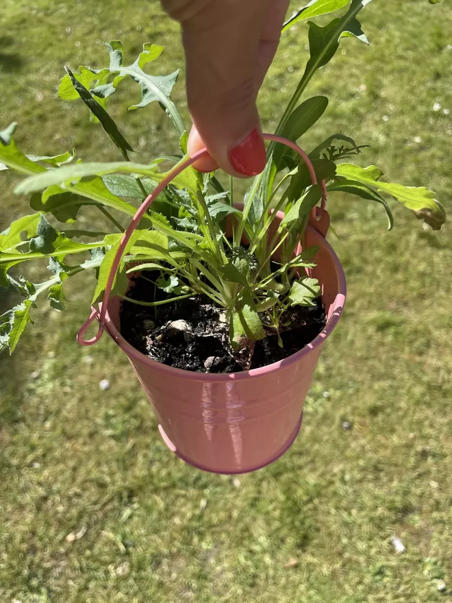 British wildflowers grown from Ruby & Bo plantable paper