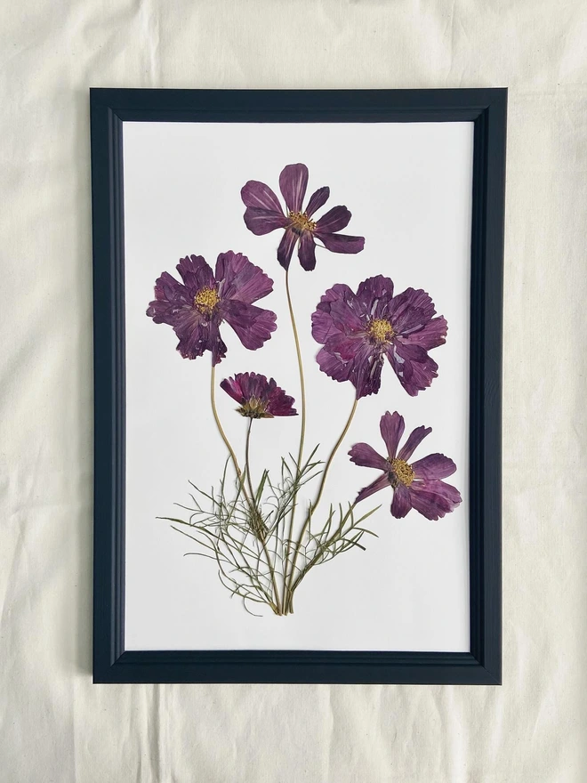 pressed dark pink cosmos flowers in painted black frame