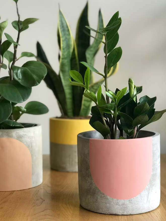 rose & grey collection concrete plant pot. three concrete plant pots with different neutral pink, yellow and brown stripes on them.