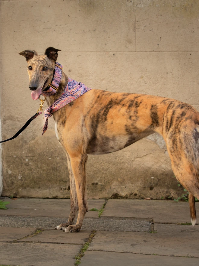 Paisley Paradise Dog Bandana