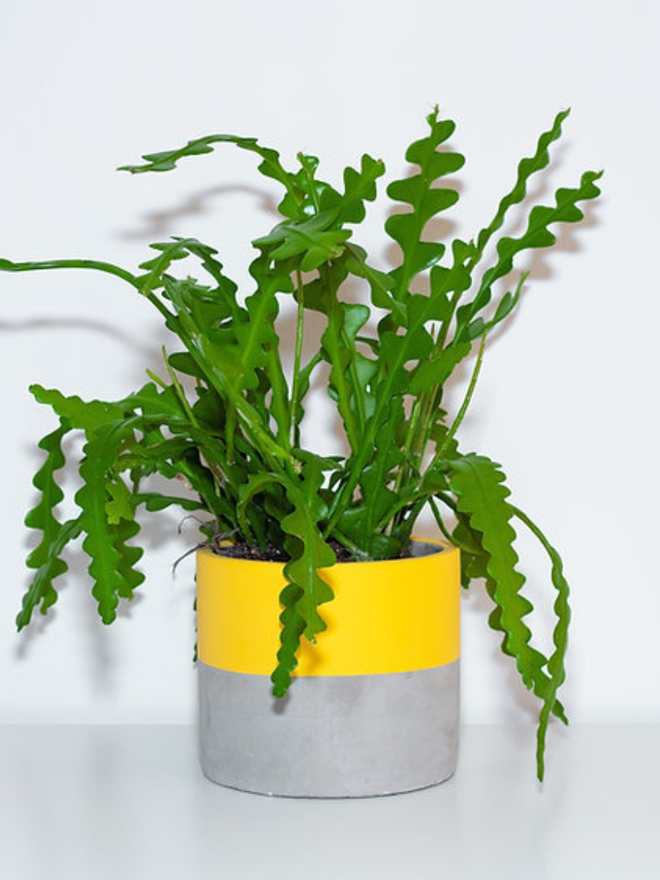 lucky dip concrete plant pot. a grey concrete plant pot with a bright yellow stripe around the top half.