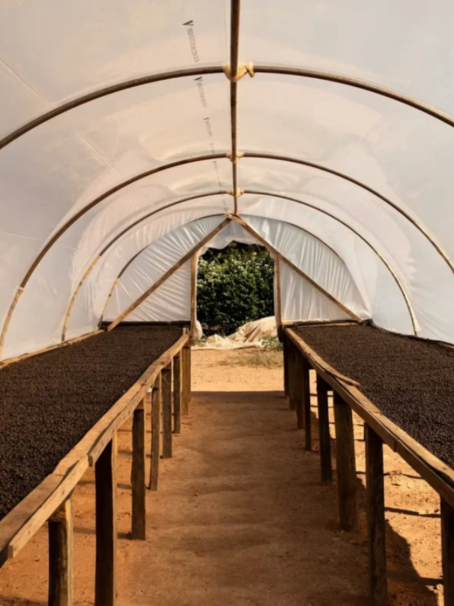 Mió Manoso. The farm behind the coffee.