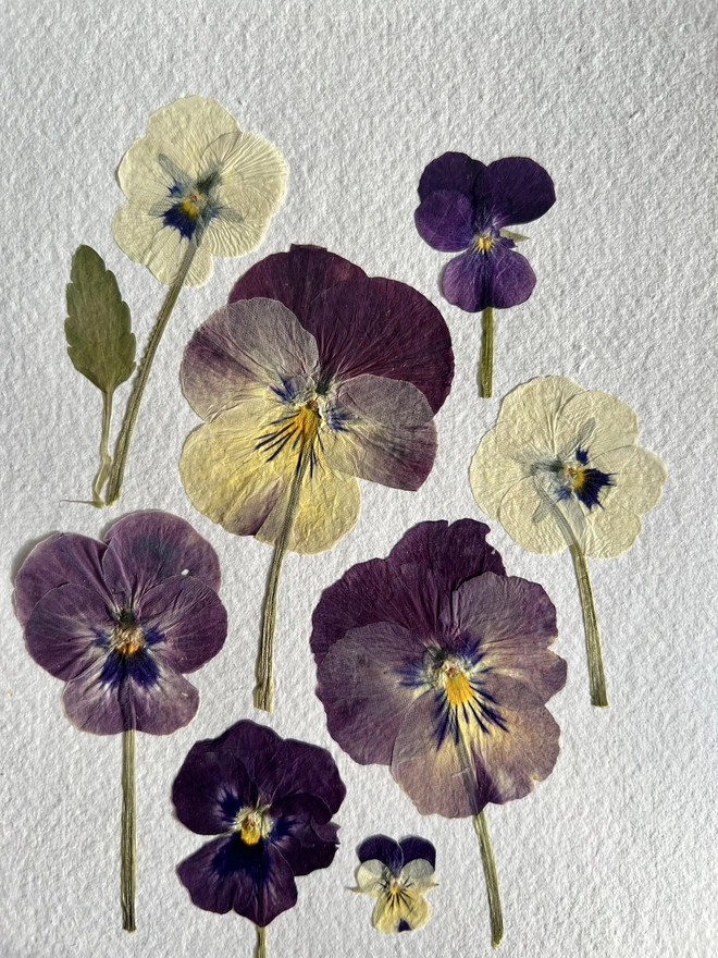 close up of pressed pansy flowers