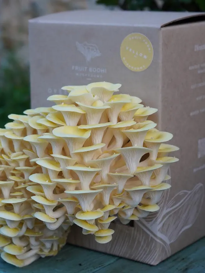 Yellow Oyster Mushroom Grow Kit