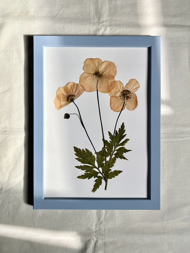 pressed poppy flowers in hand painted blue wooden frame