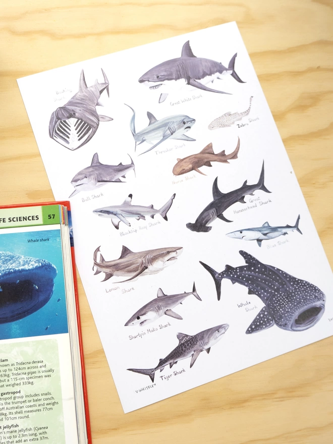 a print with a white background featuring a selection of sharks