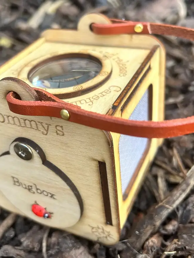 Baltic birch plywood bug observation box with clear viewing panels and a leather carrying handle displayed on dried leaves and pinecones.