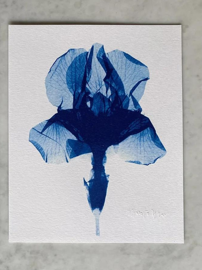 PoppiesBearded Iris, Iris germanica, Botanical X-ray print by Marita Wai, prussian blue flowers on a white background. 