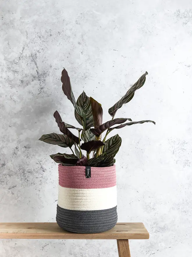 Large Striped Cotton Plant Pot