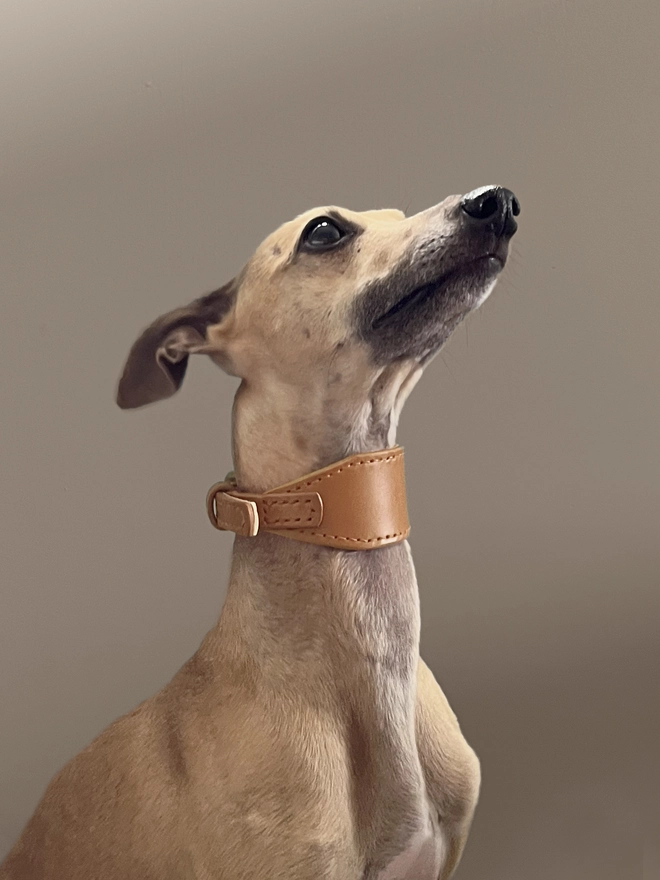 whippet model shot wearing caramel sighthound collar