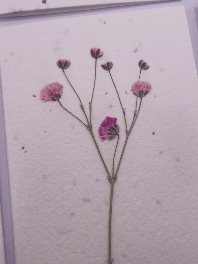 Real Pressed Flower Plantable Notecard, Pink Gypsophila