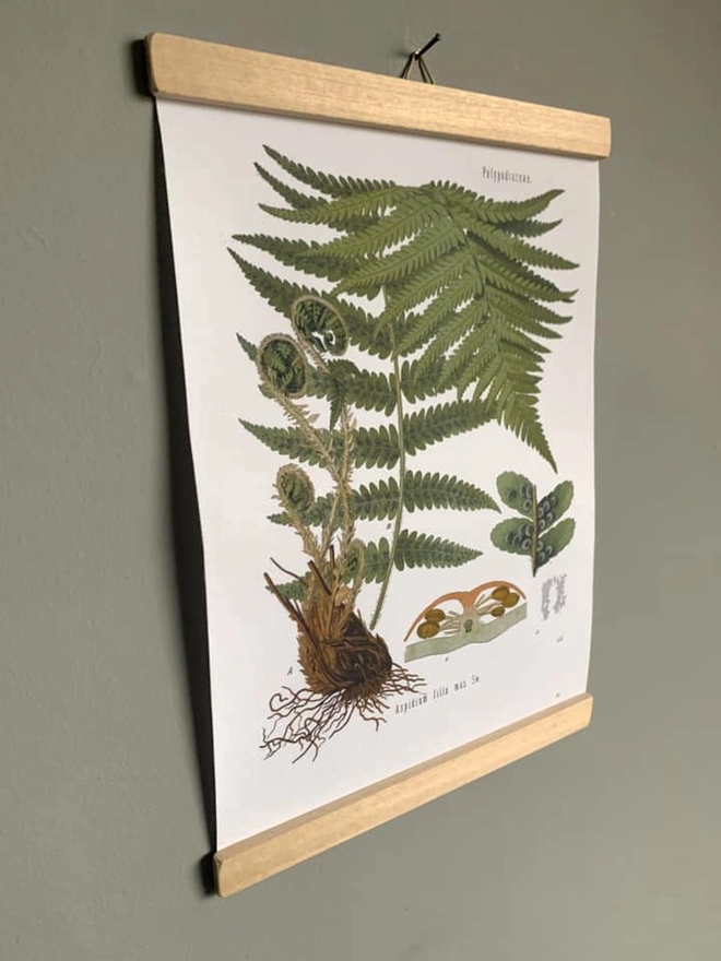 Wall hanging print of a fern