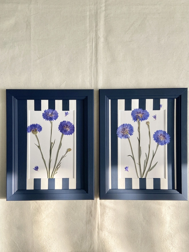 Two frames with pressed blue corn flowers in hand painted mounts and painted frames