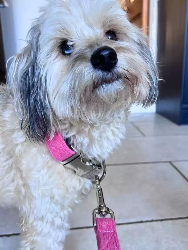 pink wool dog collar on a small dog 