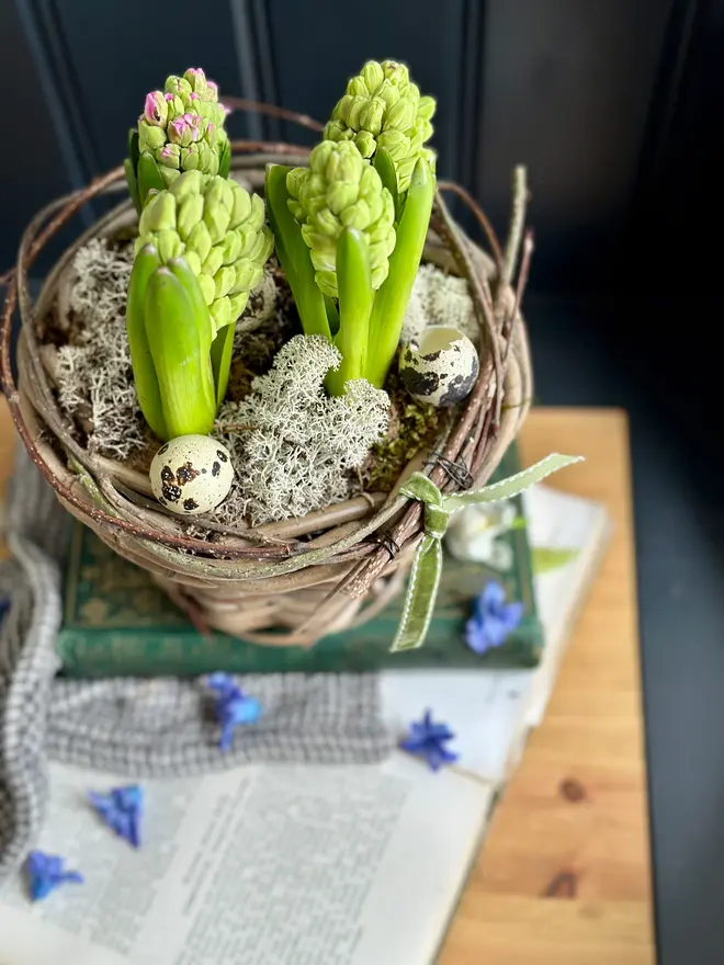 Easter Rattan Flower Pot of Flowering Hyacinths