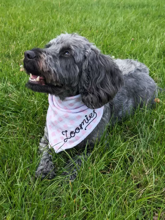 Pink & White checkered dog bandana worn by a small black and grey Dog laying in a field, personalised with black embroidery thread reading 'Zoomies' 