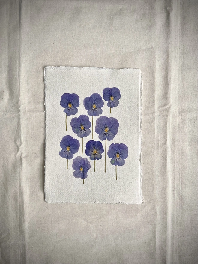 Pressed pansy flowers placed onto cotton rag paper in blue colours on cotton rag paper