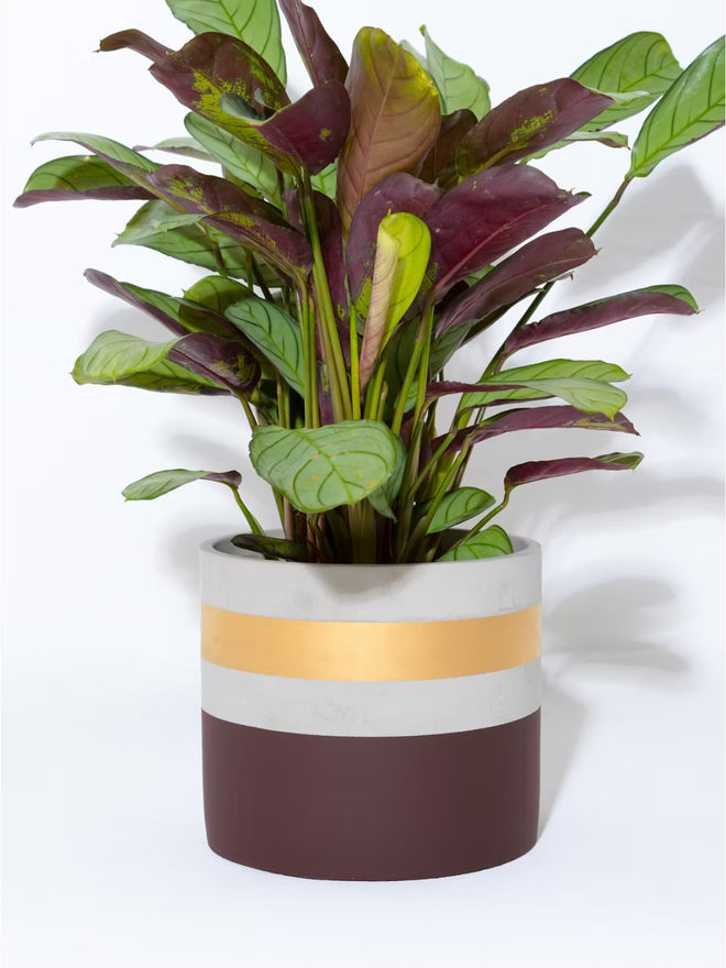 cocktail concrete plant pot. a painted deep brown plant pot with a gold rim.