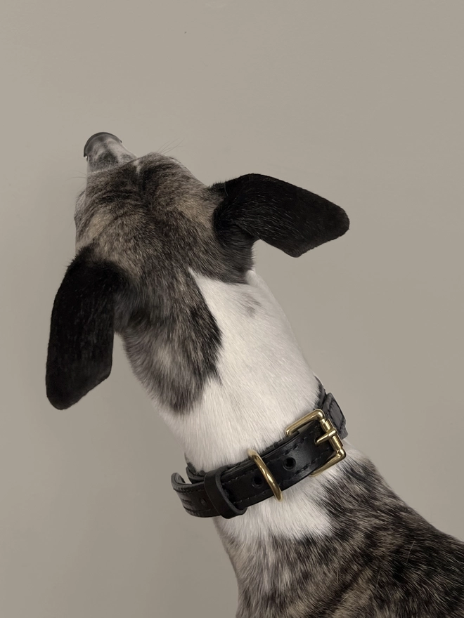 back view of whippet wearing a black sighthound collar