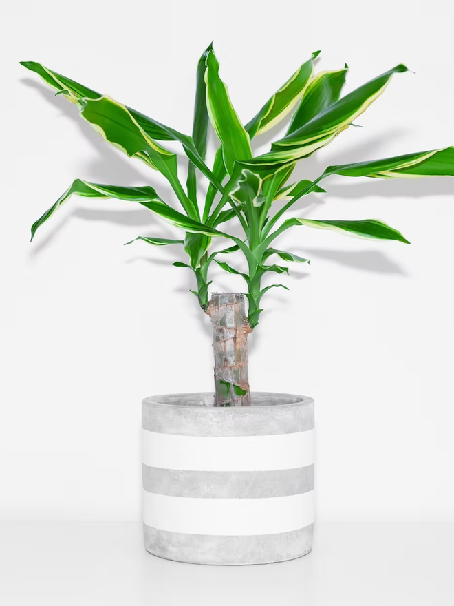 two stripes concrete plant pot. a grey plant pot with grey painted stripes.