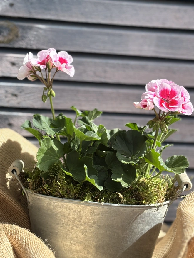 Two tone tender geranium in large size zinc planter with wooden handles.
