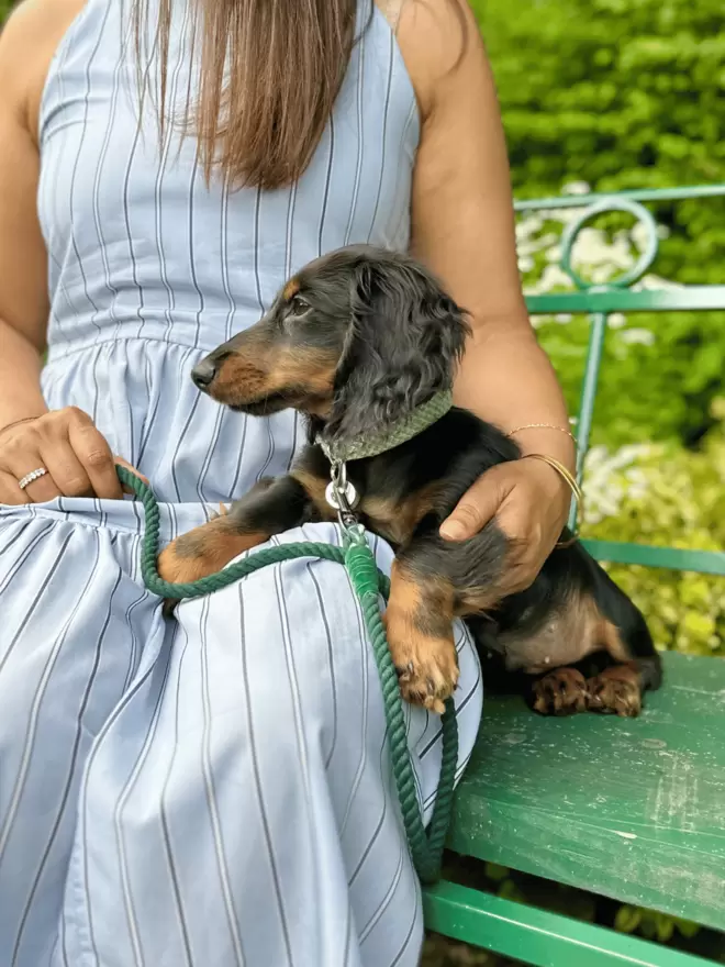 dachshund puppy in green collar sitting on owners lap
