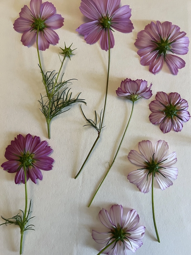 cosmos flowers in flower press