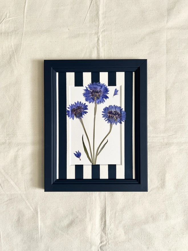 pressed cornflowers in hand painted navy frame and painted stripe mount