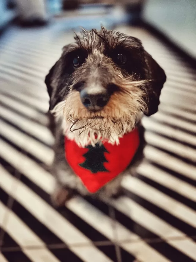 Classic Christmas Tree Slip on Bandana Dachshund