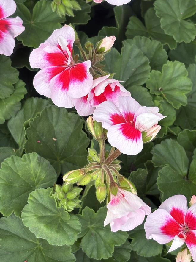 close up Two tone tender geranium.