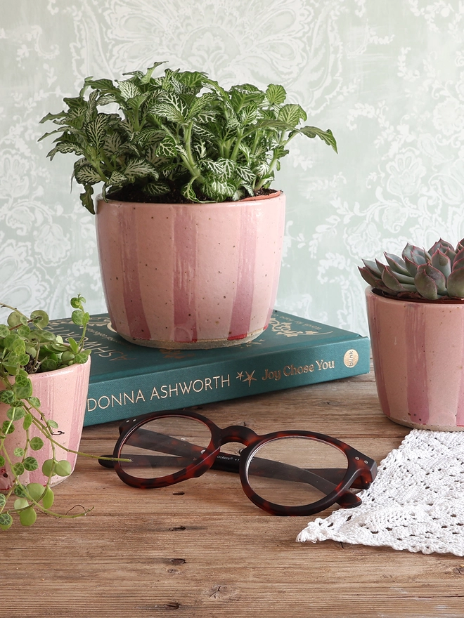 Mini, Small and Medium Handmade Ceramic Stoneware Plant Pots in Pink Stripe. The medium plant pot is filled with a fittonia plant and sits on top of a book behind a pair of glasses. The mini and small plant pot sit in front of the book. 