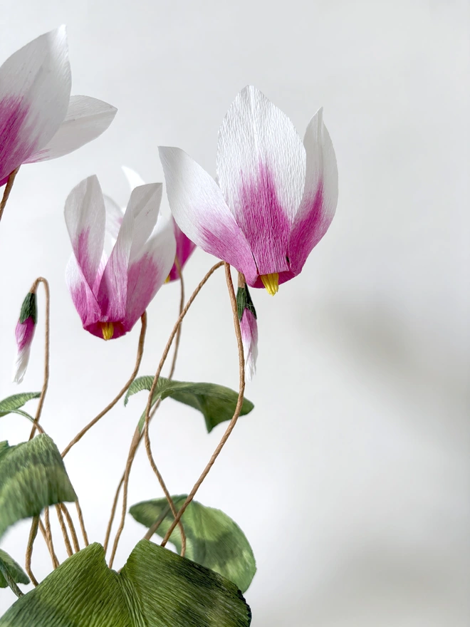 Crepe Paper Cyclamen