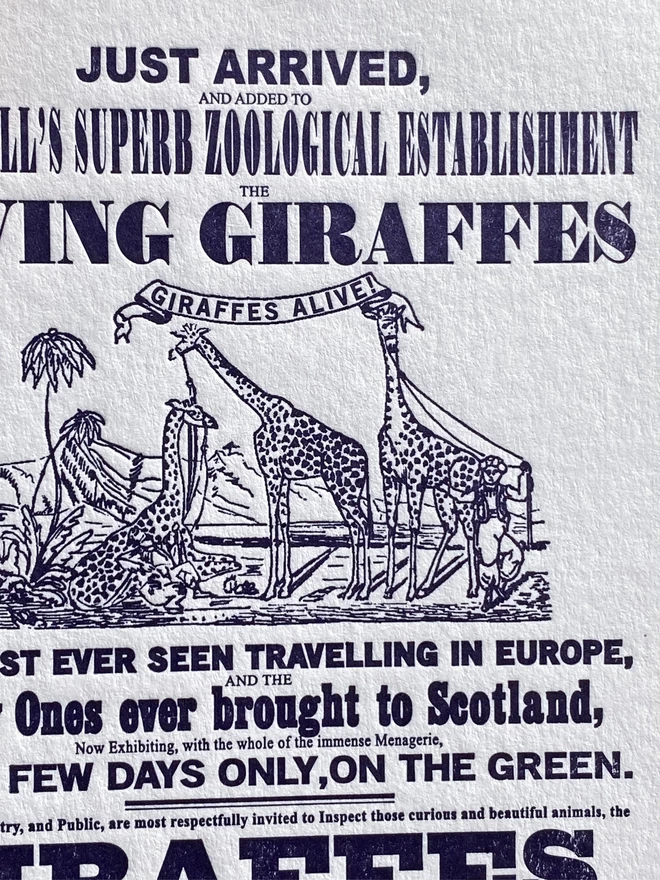 Close up of white card with purple illustration of giraffes