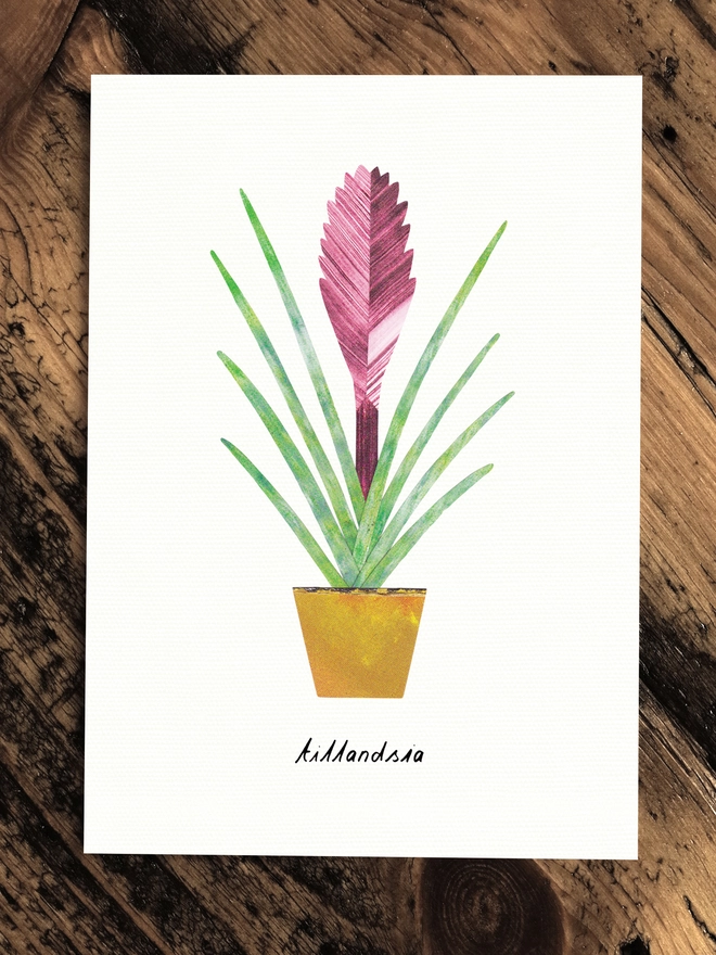 Tillandsia House Plant Greeting Card with Plant Care Tips by Lianne Harrison of Paperwhale Cards