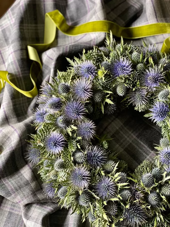 A Winter Foliage and Fresh Eryngium Thistle Wreath, lays across a grey and purple tartan, a pear green thick velvet ribbon lays alongside.