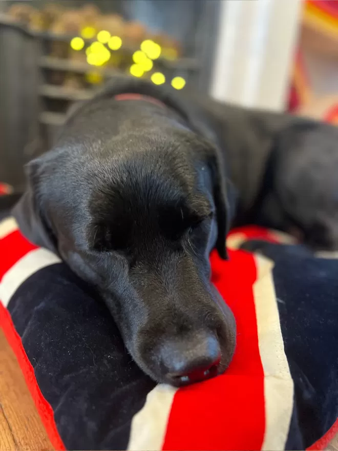 Sleeping Labrador on a Union Jack Dog Bed
