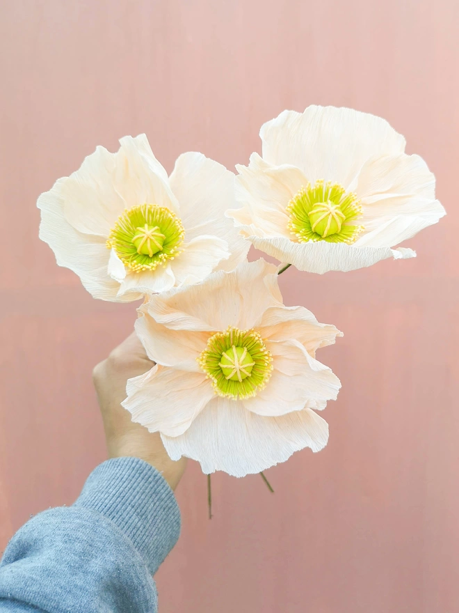 Three peach Icelandic paper poppies