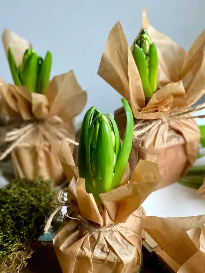 Several wax wrapped Hyacinth bulbs scattered on a desk surrounded by moss