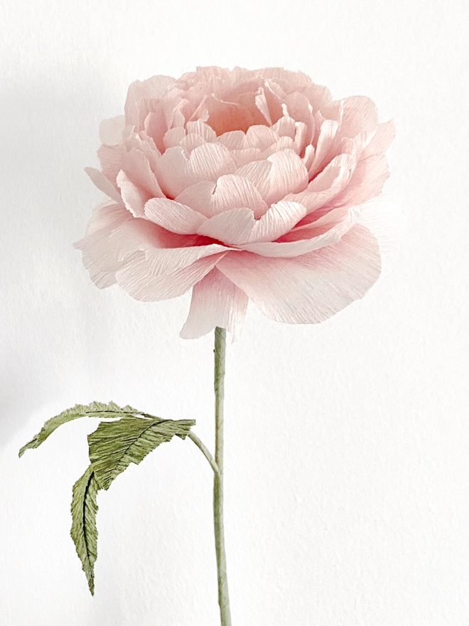 Crepe Paper English Rose Scepter'd Isle Flower DIY Kit