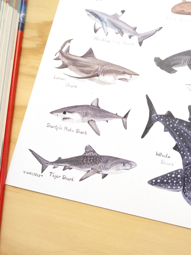 a close up of the print with a white background featuring a selection of sharks