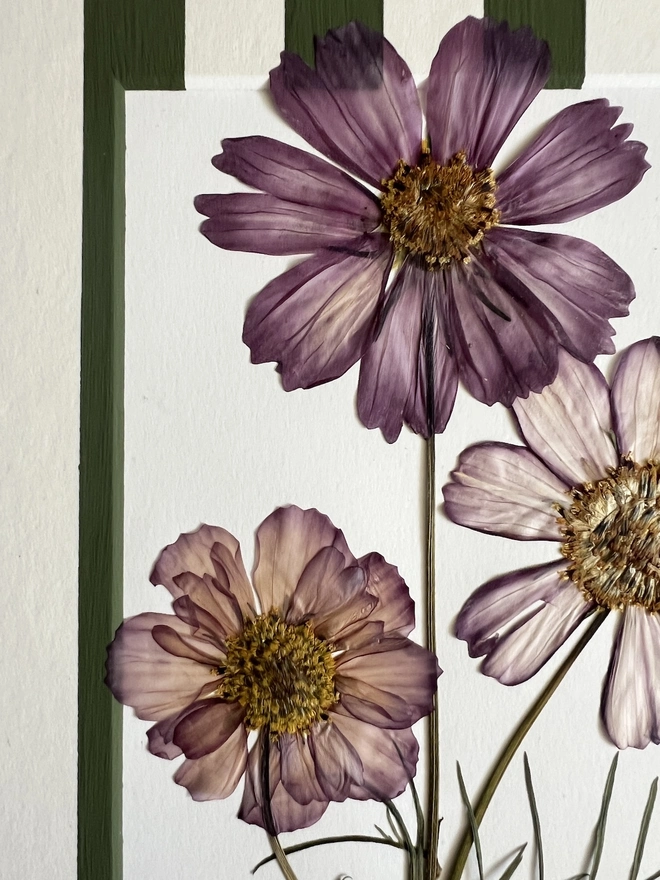 close of pressed pink cosmos flowers