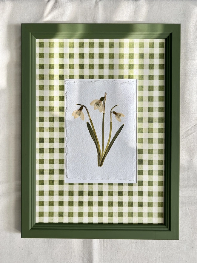 pressed snowdrop flowers in gingham mount and painted wooden frame