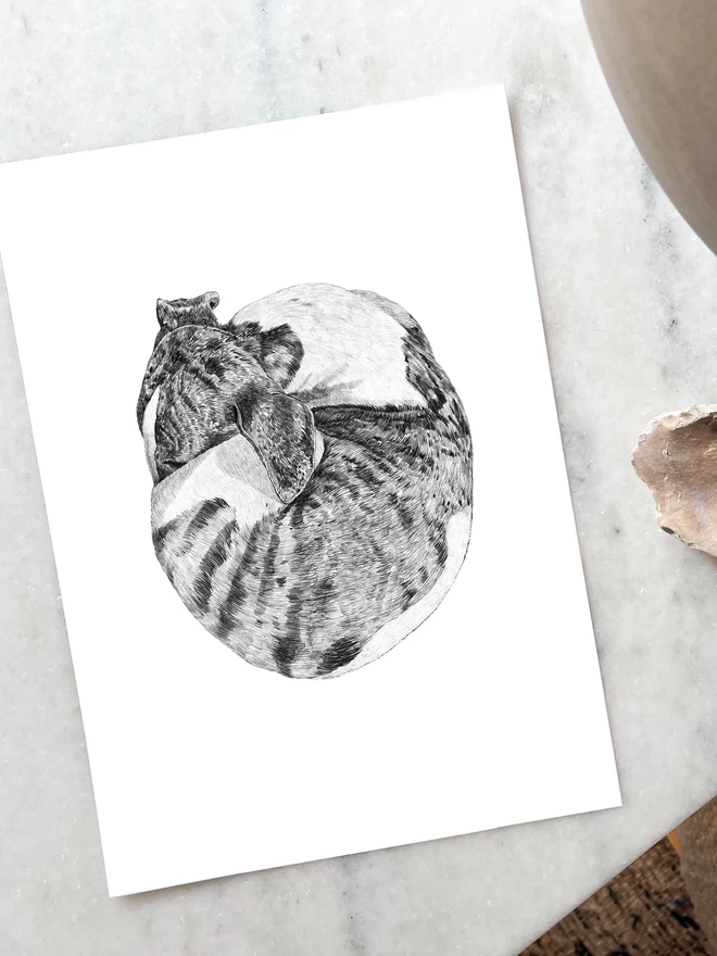Art print of a hand drawn whippet curled in a ball laying of a table