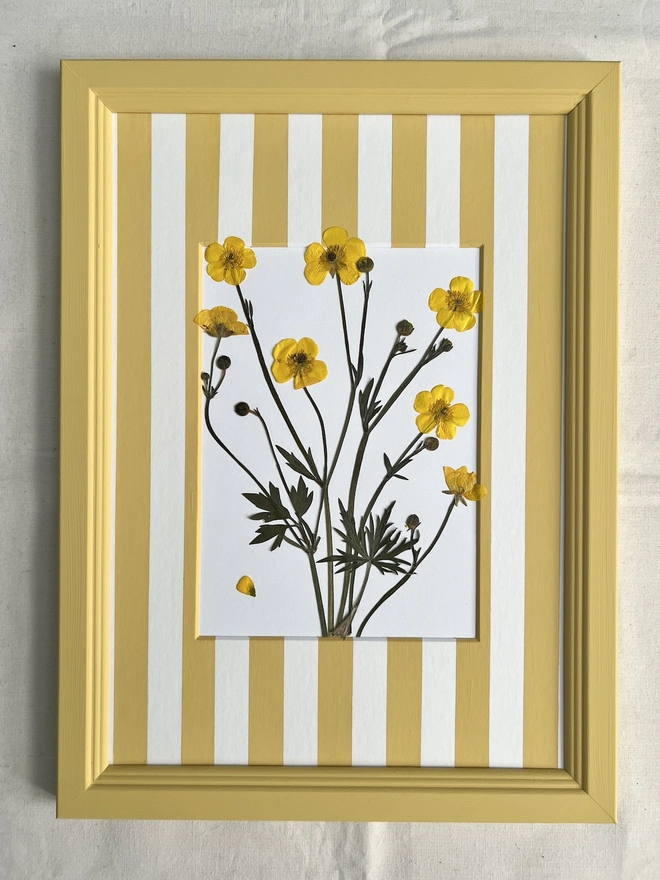 pressed buttercup flowers in hand painted stripy mount and frame