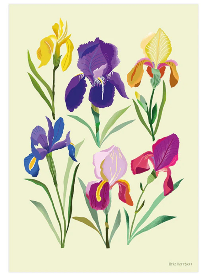 irises print brie harrison