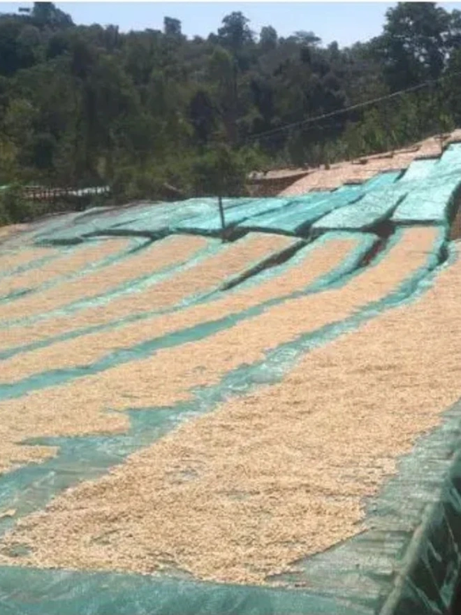 Party All Night Coffee Blend