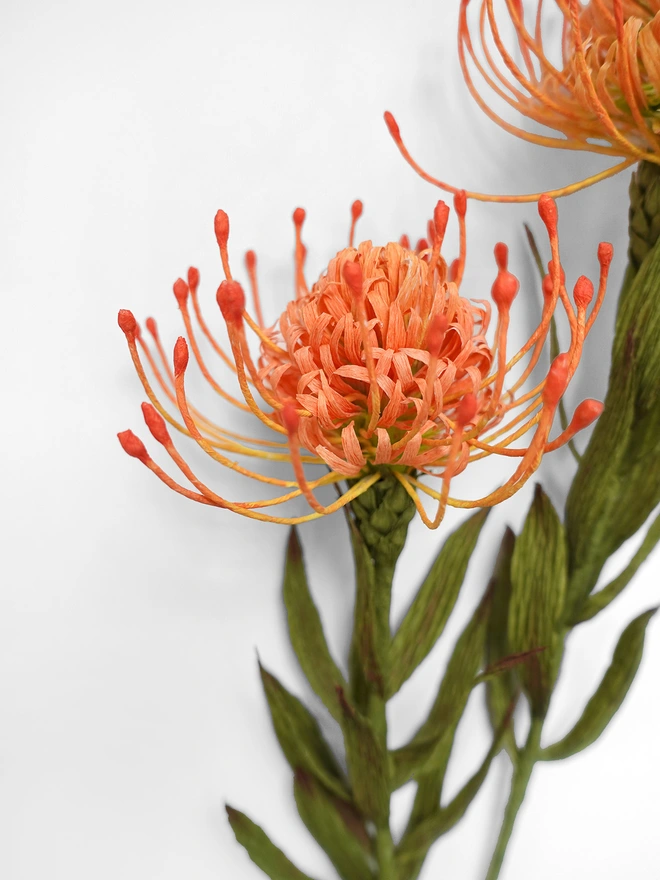 Crepe Paper Pincushion Protea DIY Kit