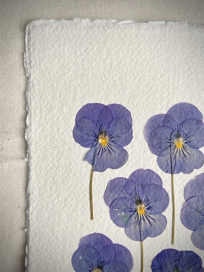 Left top corner of pressed pansy artwork